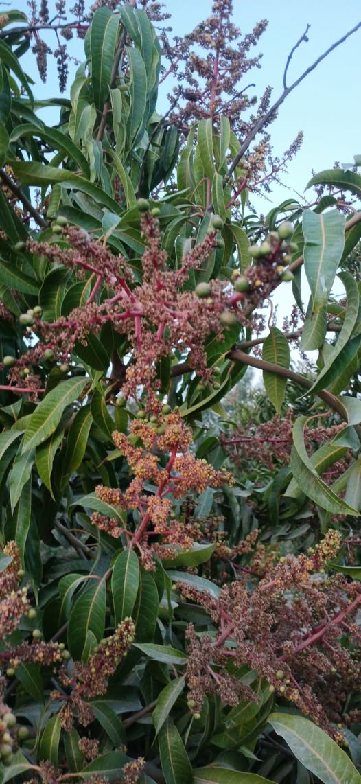 ارش ايه ايه الفترة دي رشيت غسيل وبياضه وكبريت ومثبت زهور ومغزيات